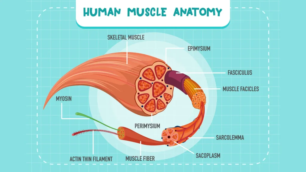 Sarcopenia L’Importanza della Nutrizione e dell’Equilibrio Ormonale per Contrastare la Perdita Muscolare 2